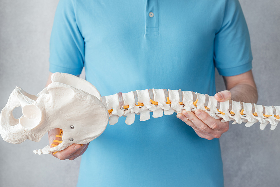 The spine is the Base of Your Health